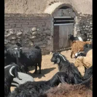 بزوکولار آبست