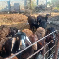 فروش۱۳ بره پرواری قزل افشاری|حیوانات مزرعه|سورک, |دیوار