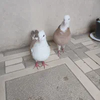 کفترعطیقه پرشی.