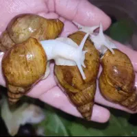 حلزون آپاچینا پرورشی