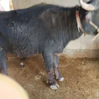 گاومیش جوان نوری