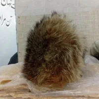 شلوارلی رایگان|لباس|تربت جام, بوستان وحدت|دیوار