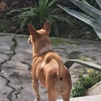 ماده شی‌هوآهوآ