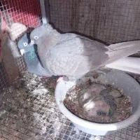 کبوتر آلمانی سینه سیاه طوقی و سرخ|پرنده|مشهد, عبادی|دیوار