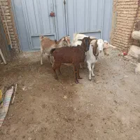 بز ابستن|حیوانات مزرعه|عسگران, |دیوار