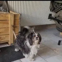 سگ شیتزو تریراصیل