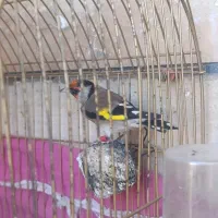 سهره بخوان نر جوان