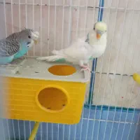 یک جفت مرغ عشق با قفس خیلی خیلی بزرگ|پرنده|لردگان, |دیوار