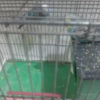 سه عدد مرغ عشق بالغ|پرنده|مبارکه, |دیوار