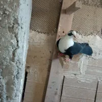 کبوتر|پرنده|نیشابور, فیض آباد|دیوار