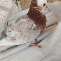 کبوتر|پرنده|سمنان, |دیوار