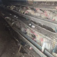 جوان مرغ و خروز س موجود تخمگذار|حیوانات مزرعه|وحیدیه, |دیوار