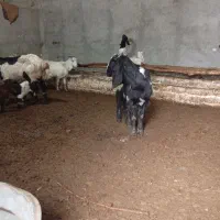 بز و بزغاله|حیوانات مزرعه|تربت‌حیدریه, بالا ولایت|دیوار