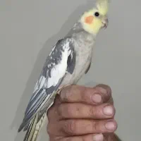 عروس هلندی|پرنده|تهران, جوادیه تهرانپارس|دیوار