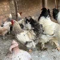 مرغ و خروس برهما لایت