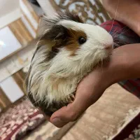 خوکچه هندی نر بالغ|موش و خرگوش|تبریز, |دیوار