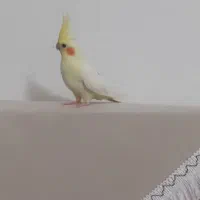 فروش عروس هلندی