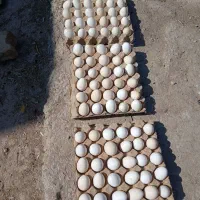 تخم مرغ گلین