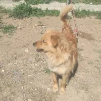 سگ شیتزو نر