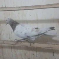 پرنده|پرنده|قزوین, |دیوار