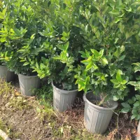 گل یاس|گل و گیاه طبیعی|نشتارود, |دیوار