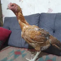 جوجه خروس لاری|حیوانات مزرعه|زاهدان, |دیوار