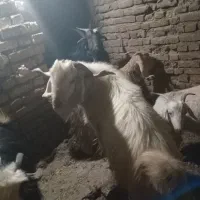 نر بز  فروشی