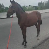 کره اسب عرب ایرانی