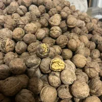 گردو درگز ریشخوار میانکوه درجه یک سفید پر چرب