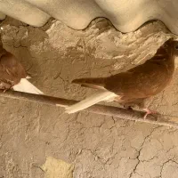 جوجه سرخ دم سفید مهر|پرنده|قم, حنیف نژاد|دیوار