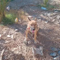 سگ ژرمن|سگ|حاجی آباد, |دیوار