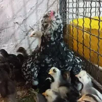 مرغ و خروس محلی و گلین