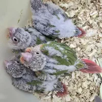 گرینچیک جوجه عروس هلندی مرغ عشق کبوتر|پرنده|بندرعباس, |دیوار