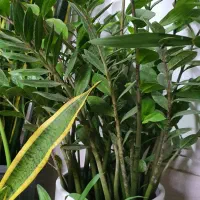 گیاهان آپارتمانی|گل و گیاه طبیعی|امامزاده عبدالله, |دیوار