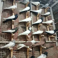 پرنده رنگی|پرنده|شیراز, ارم|دیوار