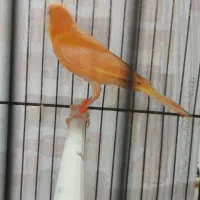 کمربند مشکی قناری|زیورآلات و اکسسوری|رشت, خواهر امام|دیوار