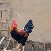 4تا خروس جوان محلی عربی (لوکشین دقیق زدم ببین)