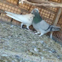 کبوتر|پرنده|سامان, |دیوار