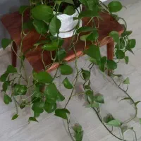 گل سوسن عنکبوتی و پتوس ( پیچک )