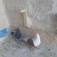 کفتر رنگه|پرنده|مشهد, رده|دیوار