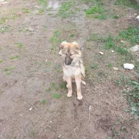 قدرجونی|سگ|کوچصفهان, |دیوار