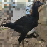 مرغ خروس لاری|حیوانات مزرعه|جغتای, |دیوار