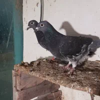 جوجه جوانه سه پری جان آردن خط خون خالص|پرنده|بهنمیر, |دیوار