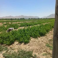 زمین