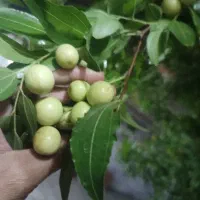عناب تازه امسالی