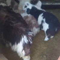 بره نروماده سبک|حیوانات مزرعه|نیر (یزد), |دیوار