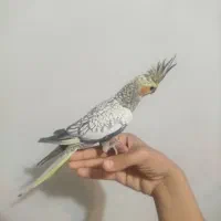 جفت عروس هلندی مولد دستی
