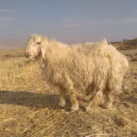 بره قوچ بختیاری اصل|حیوانات مزرعه|ایوان, |دیوار