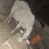 بز شکم دار و بزغاله|حیوانات مزرعه|رشت, ساغری سازان|دیوار