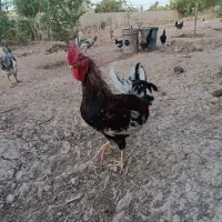 دوعددخروس عربی|حیوانات مزرعه|اهواز, بهارستان|دیوار